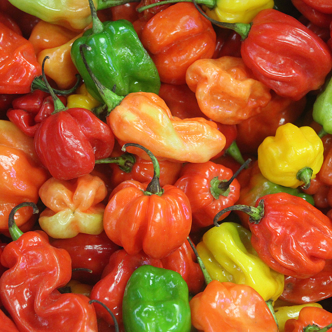 Habanero (Pilipili)_0