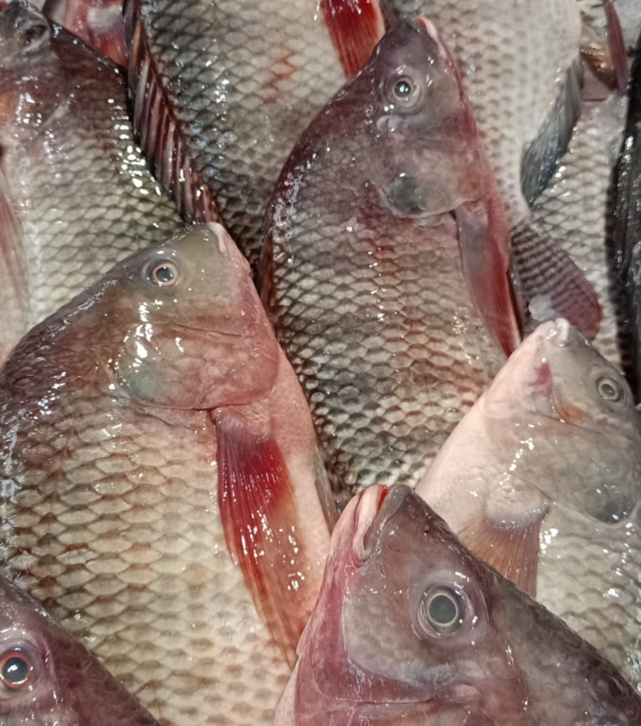 Tilapia 🇪🇬_0