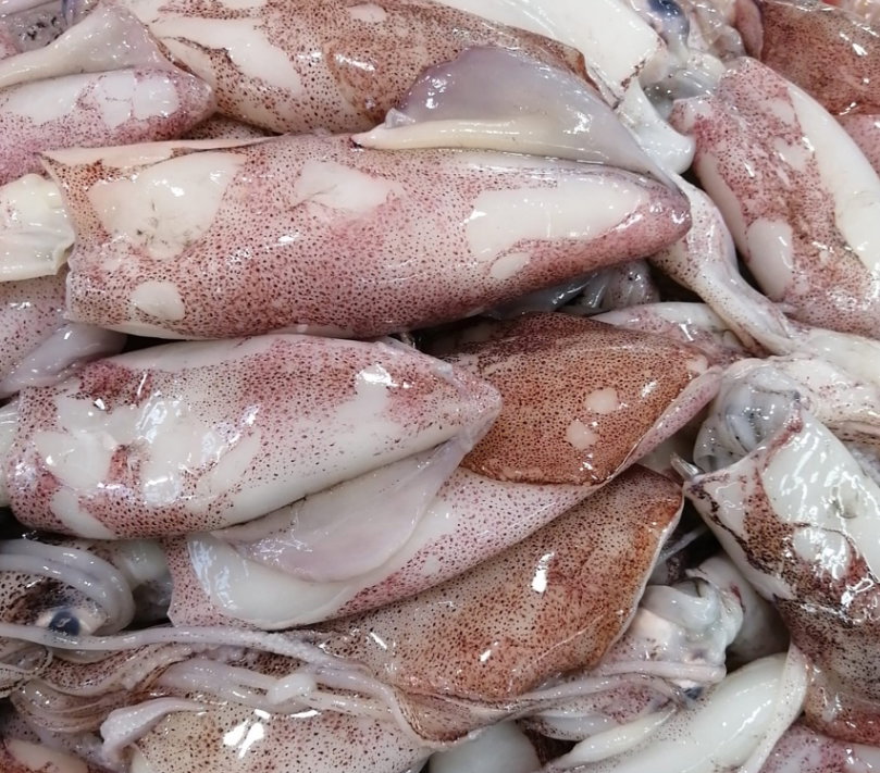 Squid small 🇰🇼