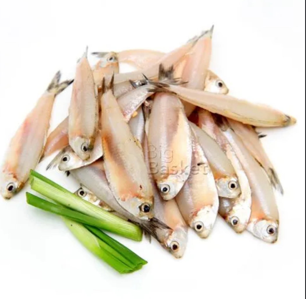 Sardine White 