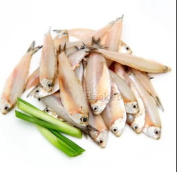 Sardine White 