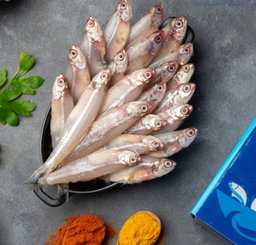 Anchovy white 🇮🇳