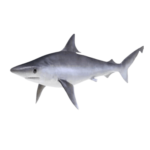 BABY SHARK FISH (PAAL SURA MEEN) - CLEANED 1KG_1
