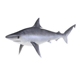 BABY SHARK FISH (PAAL SURA MEEN) - CLEANED 1KG
