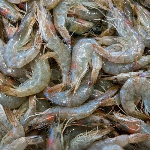  PRAWN- UNCLEANED 1KG_0