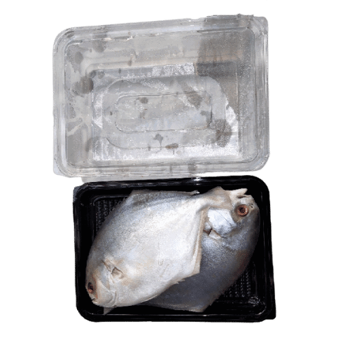 GOLD POMFRET - CLAENED 750G TO 850G_0