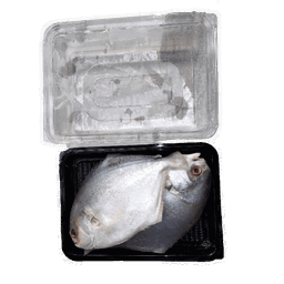  GOLD POMFRET - CLAENED 750G TO 850G