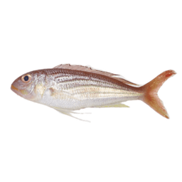 INDIAN SEABREAM -  CLEANED 750G TO 850G