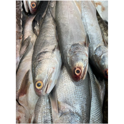 SALMON - CLEANED 750G TO 850G