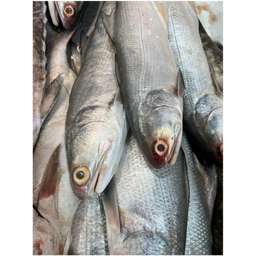 SALMON - CLEANED 750G TO 850G