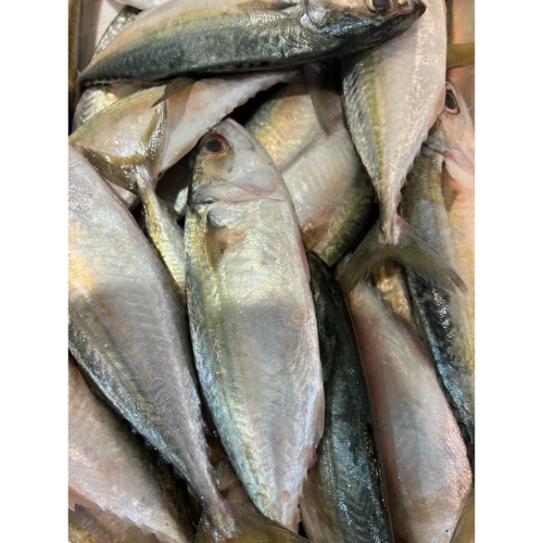 INDIAN MACKEREL - CLEANED 750G TO 850G
