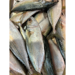  INDIAN MACKEREL -  CLEANED 750G TO 850G