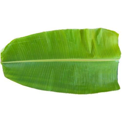 BANANA LEAVES (PLANTAIN LEAF) (1 BOX)_0