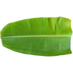 BANANA LEAVES (PLANTAIN LEAF) (1 BOX)