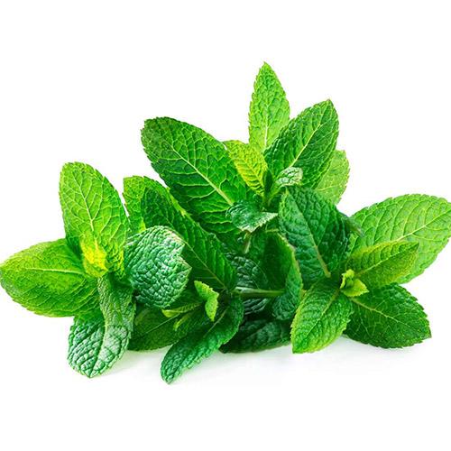 MINT LEAVES (PUTHINA KEERAI) 20 BUNCHES (1 BOX)