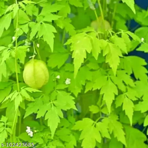 MUDAKKATTAN KEERAI 5 KG (1 BOX)_0