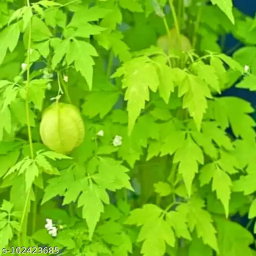 Leafy Vegetables