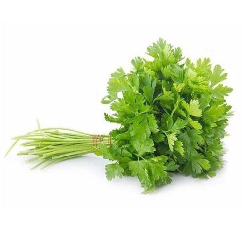 CORIANDER LEAVES 20 BUNCHES (1 BOX)