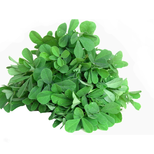 METHI LEAF (FENUGREEK LEAF) 20 BUNCHES (1 BOX)