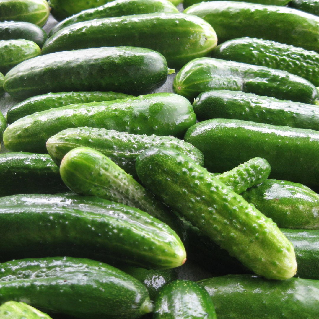 Pickled Cucumber (Tango Pori)