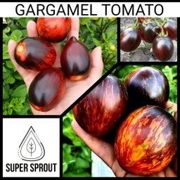 🍅GARGAMEL TOMATO🍅 x 10 organic seeds