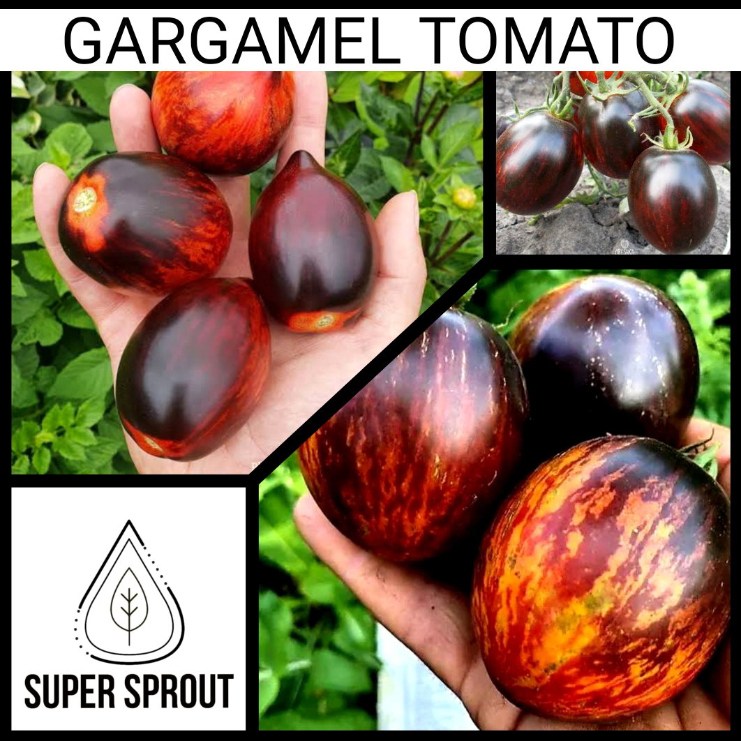 🍅GARGAMEL TOMATO🍅 x 10 organic seeds_3