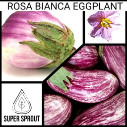 🍆ROSA BIANCA EGGPLANT🍆 x 15+ organic seeds