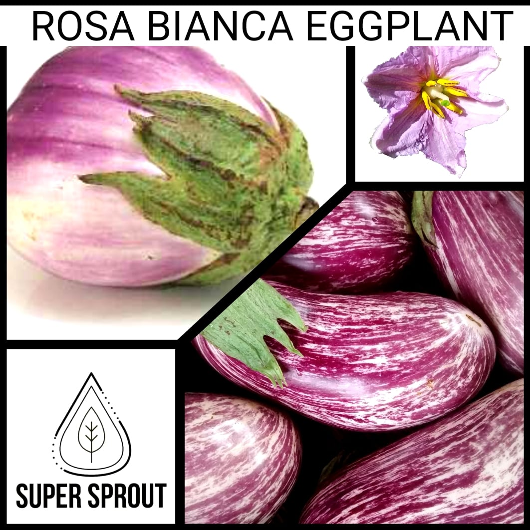 🍆ROSA BIANCA EGGPLANT🍆 x 15+ organic seeds_2