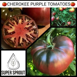🍅CHEROKEE PURPLE🍅 x 10 seeds