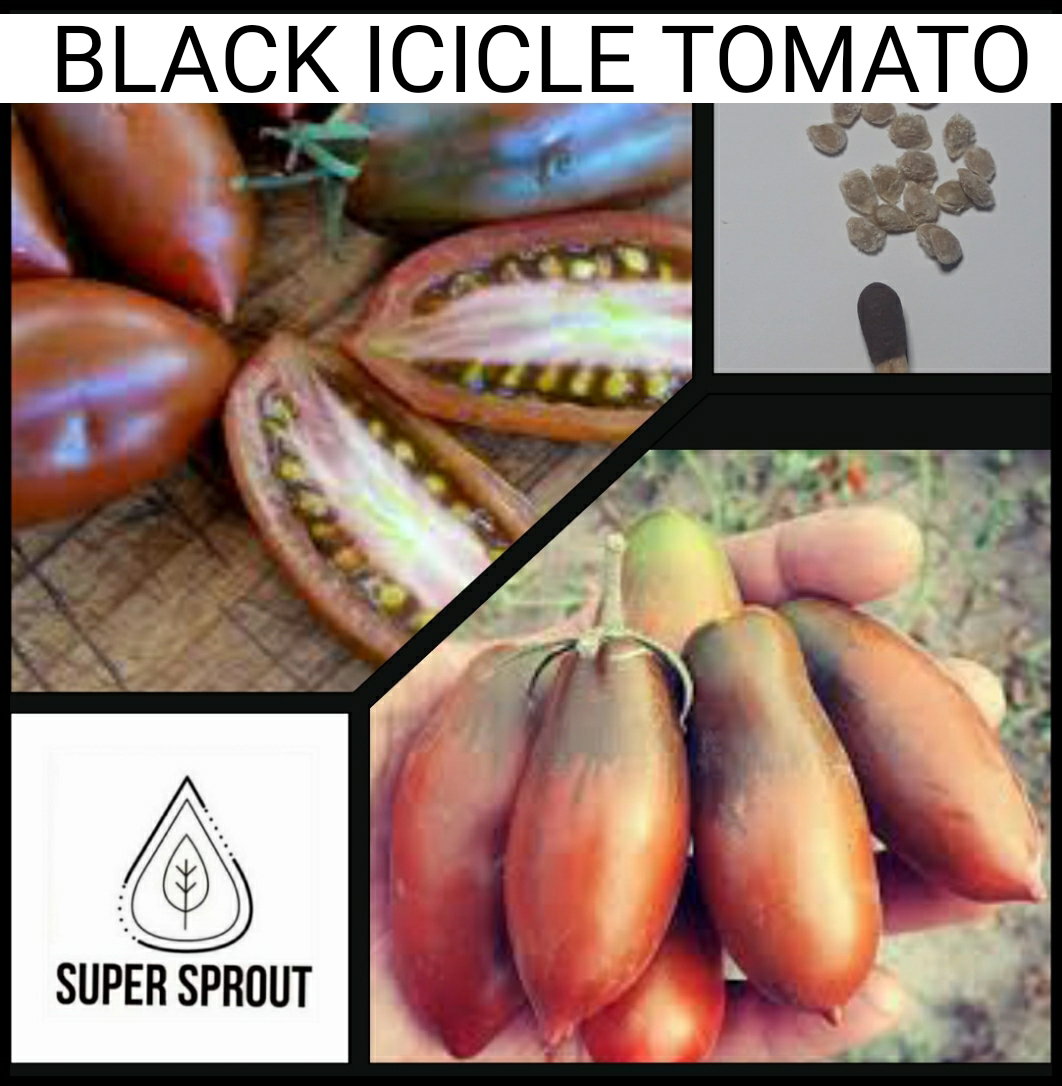 🍅BLACK ICICLE TOMATO 🍅 x 10+ seeds_4