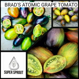 🍅BRAD'S ATOMIC GRAPES🍅 x 10 seeds