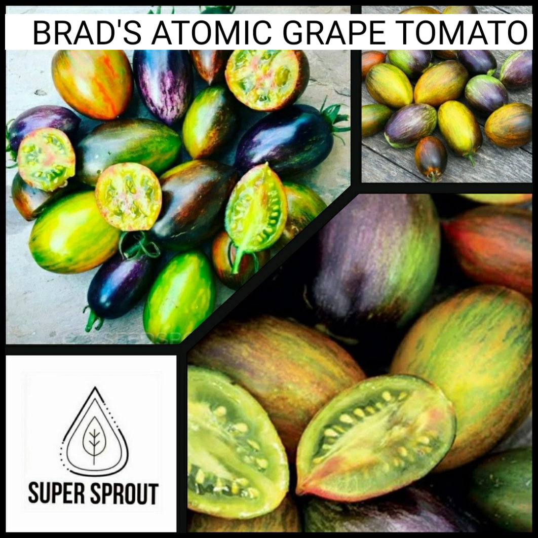 🍅BRAD'S ATOMIC GRAPES🍅 x 10 seeds_3
