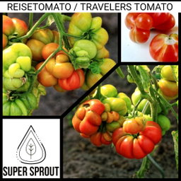 🍅REISETOMATE TOMATOES🍅 x 10 seeds