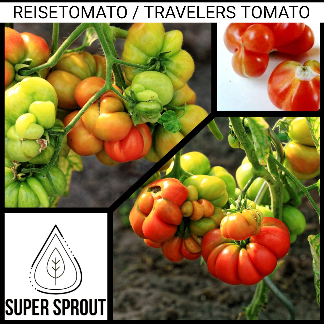 🍅REISETOMATE TOMATOES🍅 x 10 seeds_3