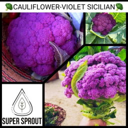 🥦CAULIFLOWER-VIOLET SICILIAN🥦 x 15  organic seeds