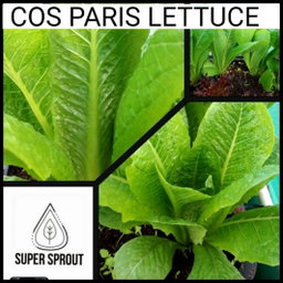 🌱LETTUCE COS PARIS🌱 x 35+ seeds