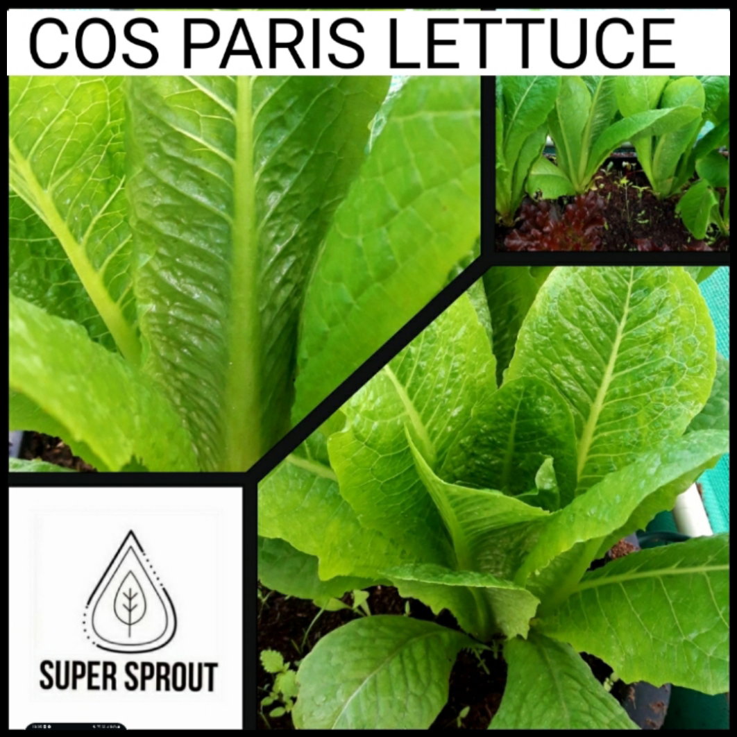 🌱LETTUCE COS PARIS🌱 x 35+ seeds