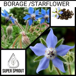🌱BORAGE🌱 x 10 seeds