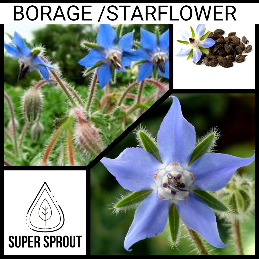 🌱BORAGE🌱 x 10 seeds_1
