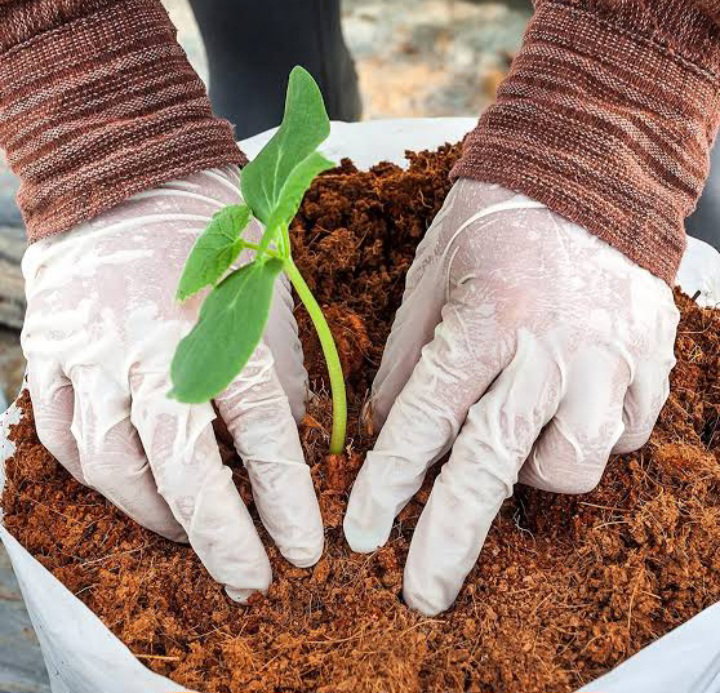 Sterile Coconut Peat Coir – 5 Litre Expanding Block x 1_1