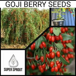 GOJI BERRY  (Lycium barbarum) x 25+ seeds