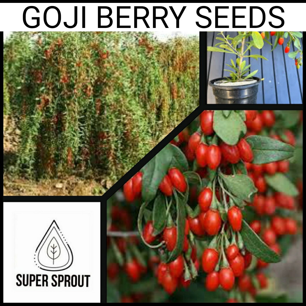 GOJI BERRY  (Lycium barbarum) x 25+ seeds_1