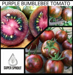 🍅BUMBLE BEE PURPLE TOMATO🍅 x 15+ seeds