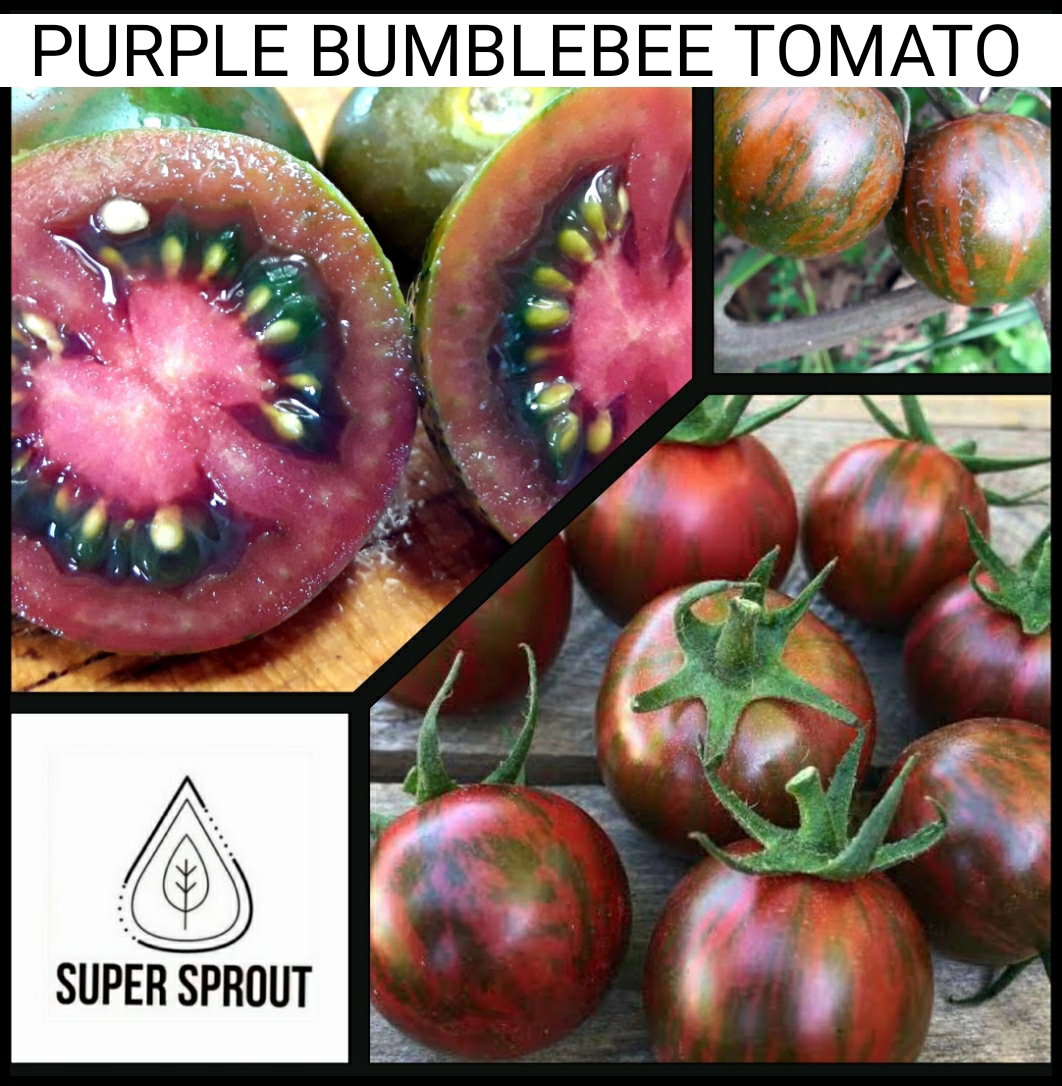 🍅BUMBLE BEE PURPLE TOMATO🍅 x 15+ seeds_2
