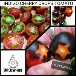 🍅INDIGO CHERRY DROPS TOMATOES🍅 x 10+ seeds
