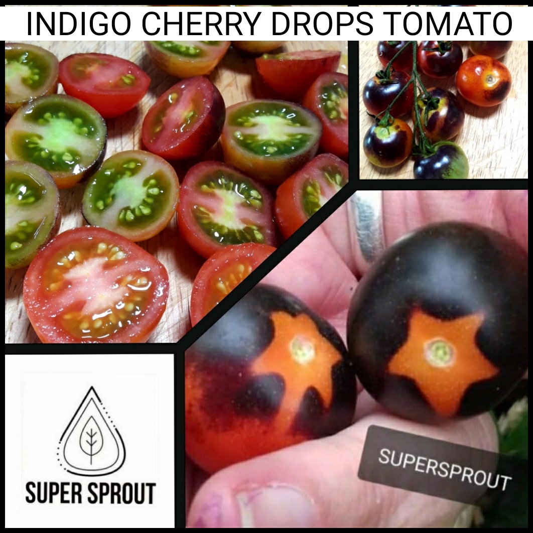 🍅INDIGO CHERRY DROPS TOMATOES🍅 x 10+ seeds_3