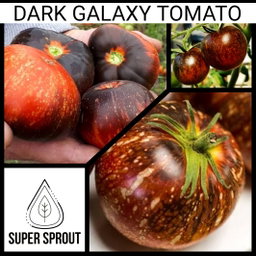 🍅DARK GALAXY TOMATOES🍅 x 15+ seeds