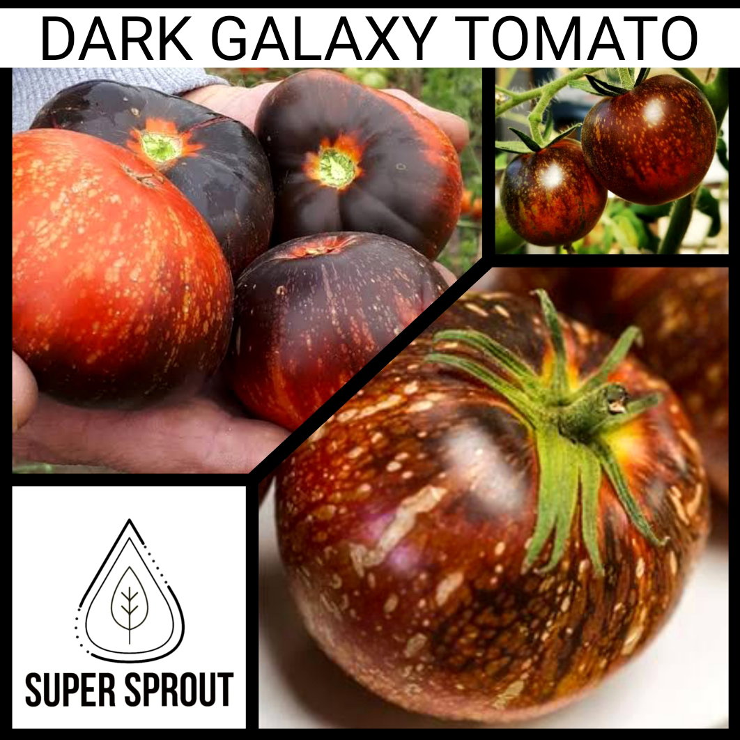 🍅DARK GALAXY TOMATOES🍅 x 15+ seeds_3
