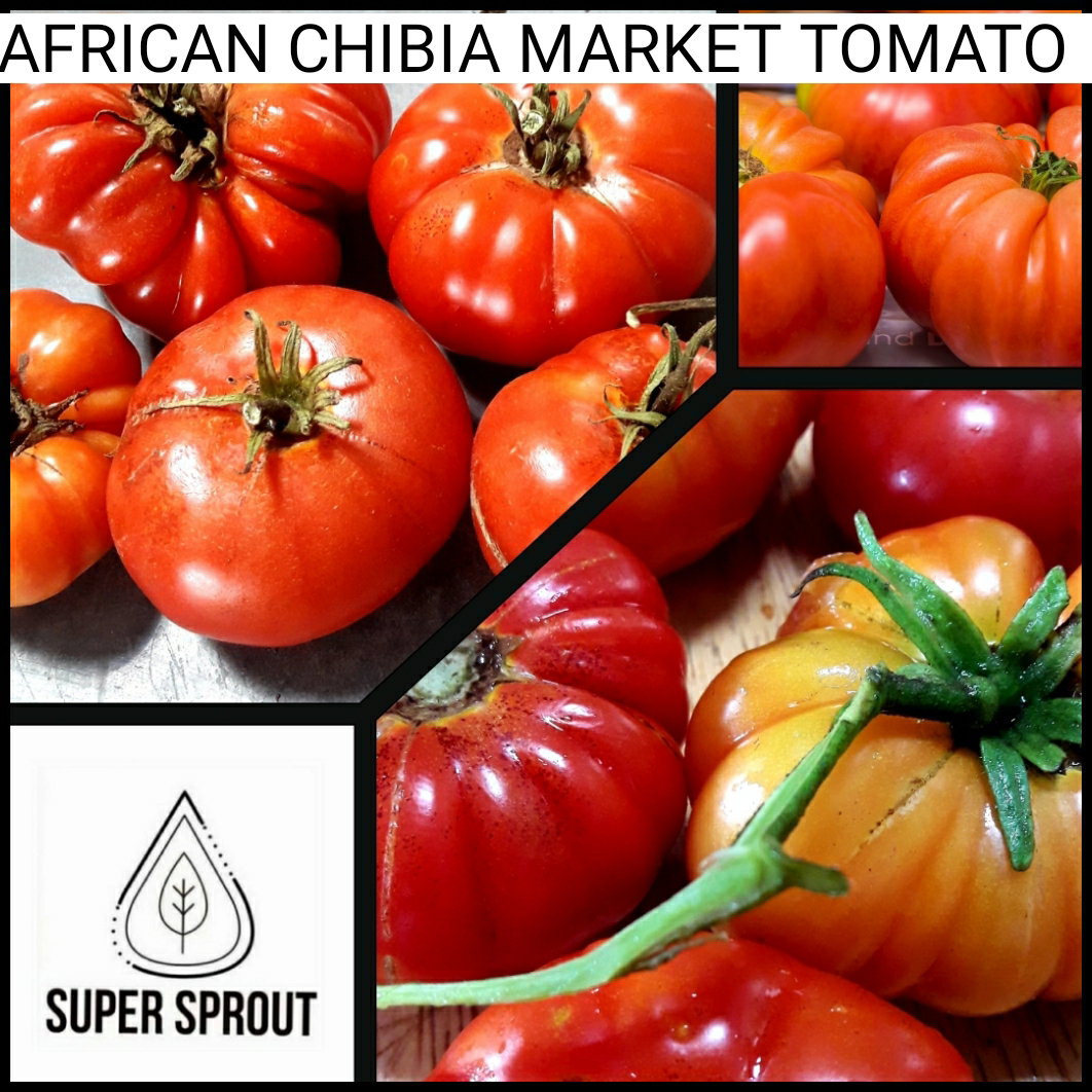 🍅AFRICAN CHIBIA MARKET TOMATO🍅 x 15+ seeds_4