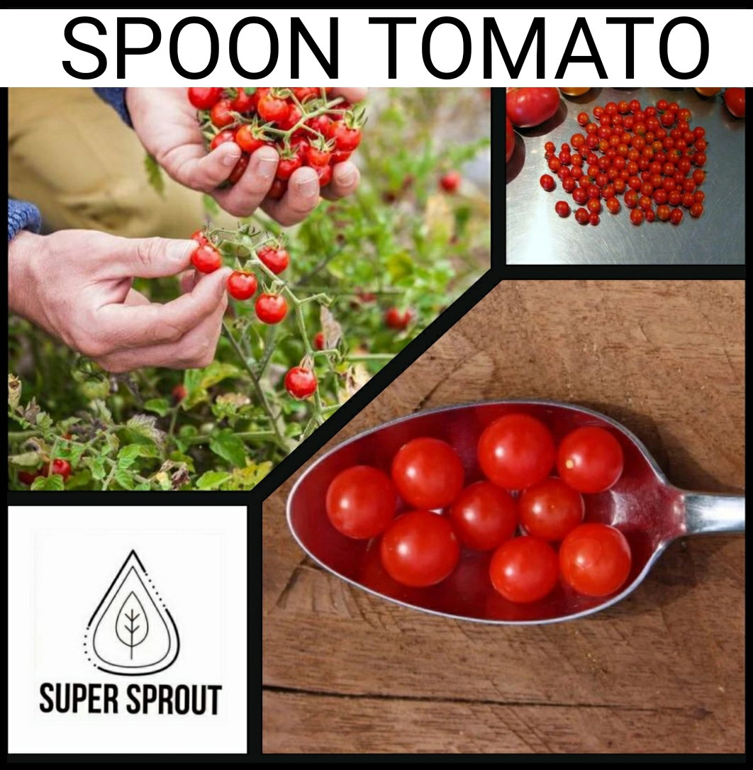 🍅SPOON TOMATO🍅 x 15+ seeds_3